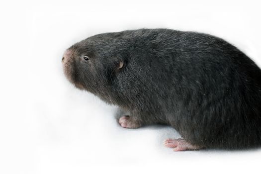 Mole, Asia Mole on white