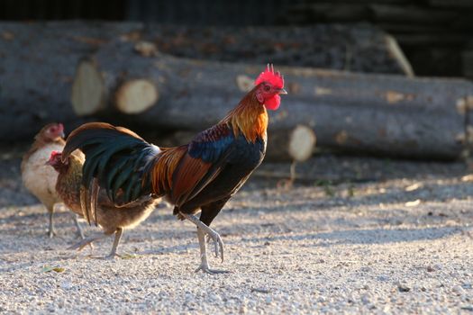 Cock, Rooster Asia, Fighting cock, Gamecock in the countryside