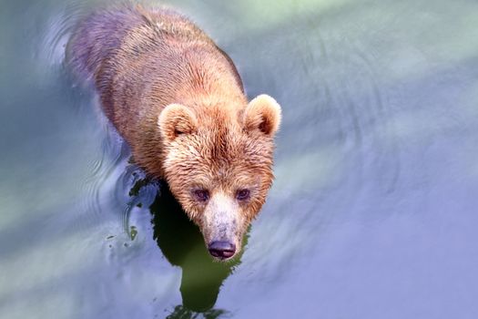 Bear, Grizzly bear in water
