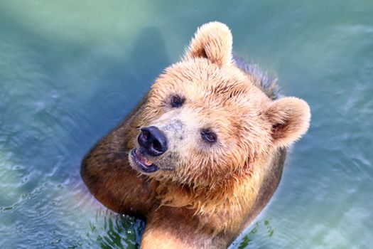 Bear, Grizzly bear in water