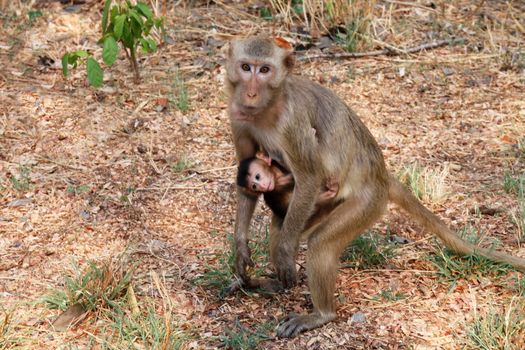 Monkey, Mother holding baby monkey And feeding the monkeys in the wild