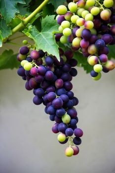 Almost ripe grapes