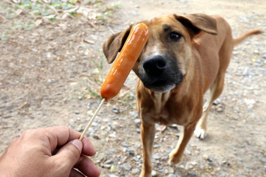 Dog and sausage, Sausage in hand and Dogs brown are hungry, Hungry dog (Selective focus)
