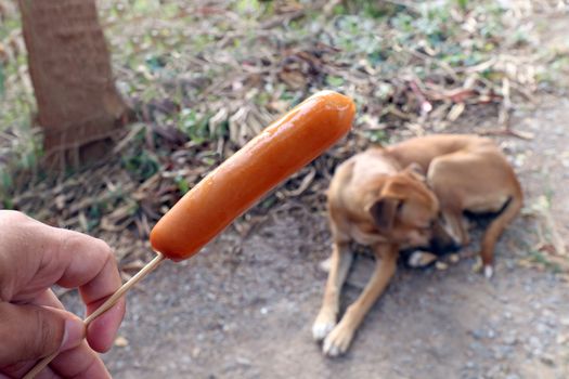 Dog and sausage, Sausage in hand and Dogs brown are hungry (Selective focus)