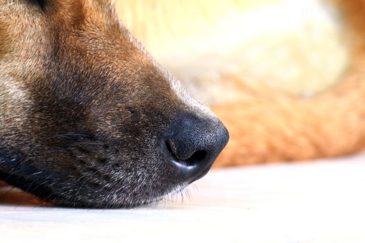 Dog nose, Nose of dog close up (Selective focus)