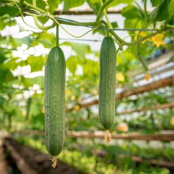 green cucumbers growing in a greenhouse on the farm, healthy vegetables without pesticide, organic product.