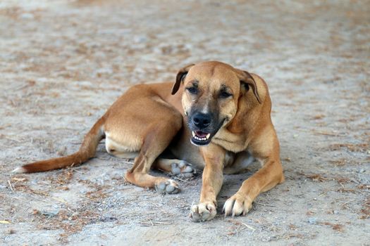 Dog, Brown dog good mood, Smiling dog