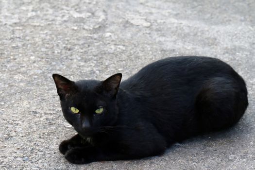 Cat, Cat on floor, Black Cat sickly ugly