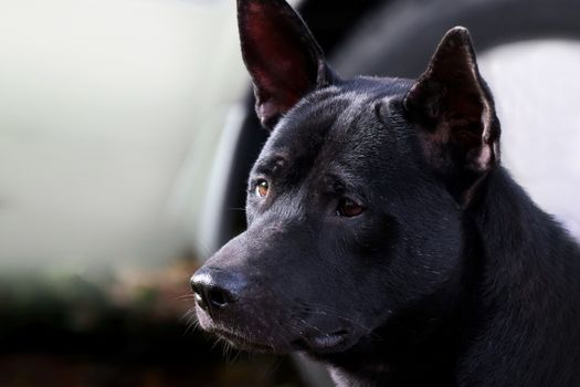 Dog, Black dog face close up (Selective Focus)