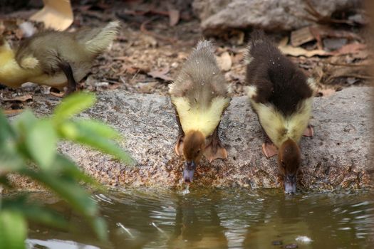 baby duck happy in countryside style