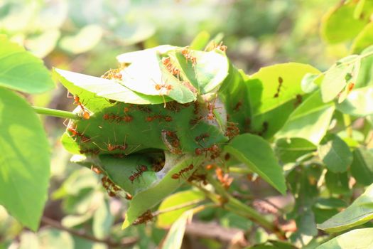 Ant, Red ant nest in forest nature