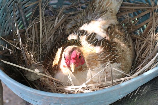 Hens are incubating eggs in the nest