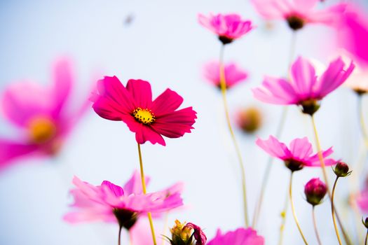 Red cosmos bloom in the garden 