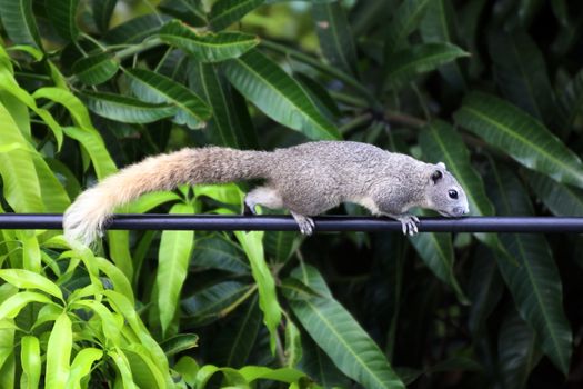 asia squirrel, chipmunk walk or run slow climb power lines in the morning