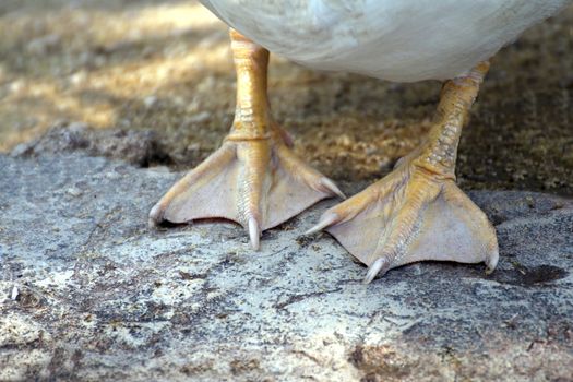 paw duck, duck leg (selective focus)