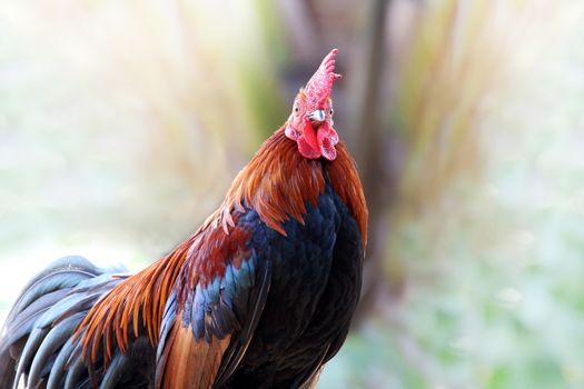 rooster, cock, rooster cock chicken close up