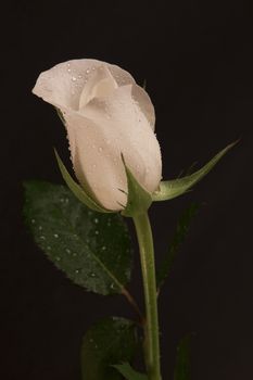 A single white rose pictured on a black background.