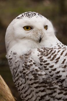 The photo of the snowy owl was taken in an animal sanctuary in Cumbria, England.