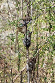 Monkey, Monkey Island on trees in wild tropical rain forests