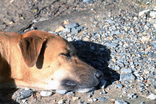 close up dog head Soak up the sun, Brown Dog is sleeping (Lying), Thai Ridgeback dog brown asian