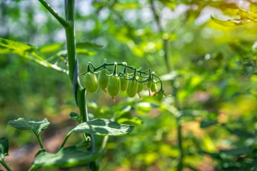 organic tomatoes ripening in a glass, vegetables without chemicals