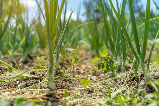 growing organic onions on a pesticide-free farm.