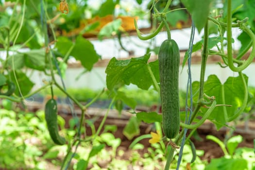 green cucumbers growing in a greenhouse on the farm, healthy vegetables without pesticide, organic product.