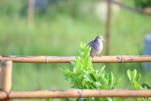 a dove bird perched on branch of wild tree in garden