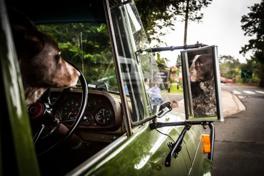 An Australian Kelpie dog spotted in the driver's seat of an old classic car in Kuranda, Queensland, Australia