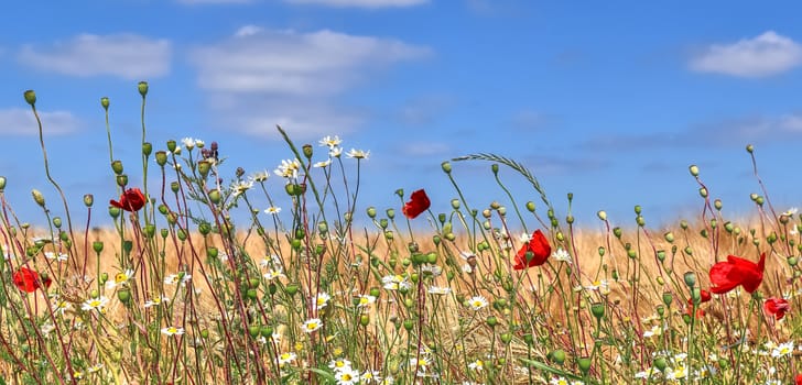 Beautiful panorama of agricultural crop and wheat fields on a sunny day in summer.