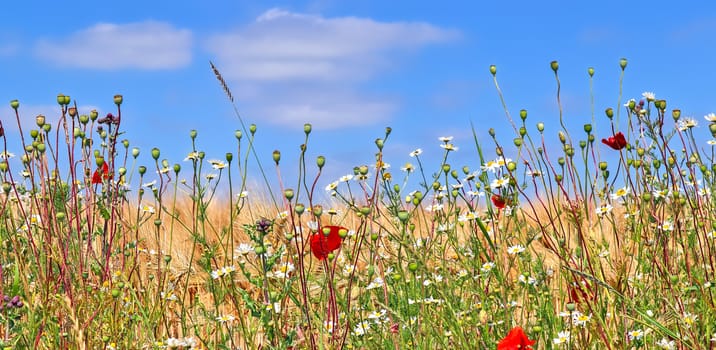 Beautiful panorama of agricultural crop and wheat fields on a sunny day in summer.