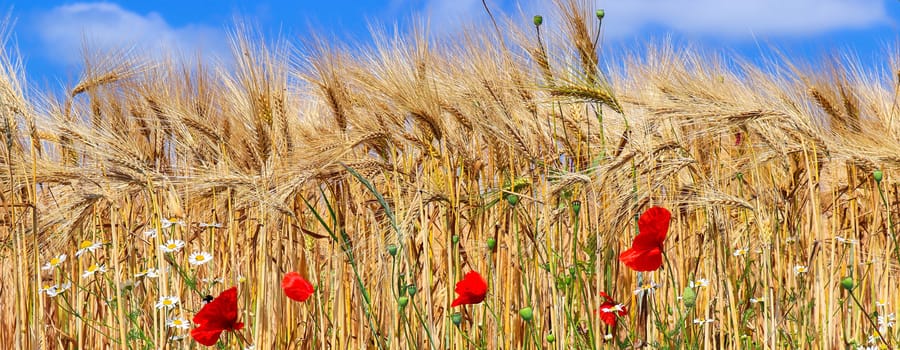 Beautiful panorama of agricultural crop and wheat fields on a sunny day in summer.