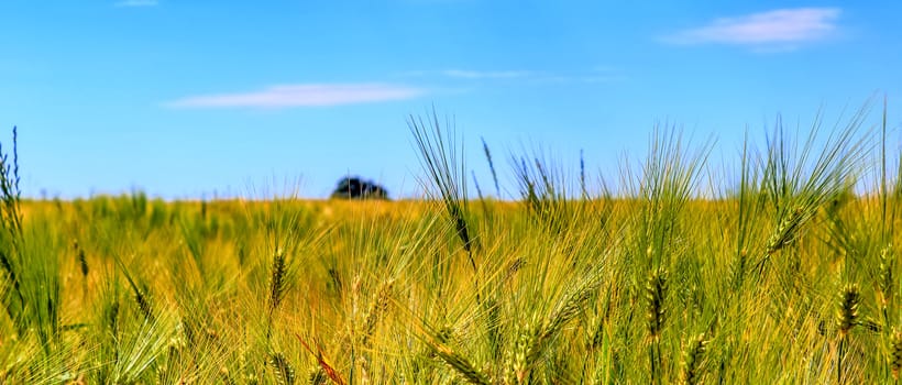 Beautiful panorama of agricultural crop and wheat fields on a sunny day in summer.