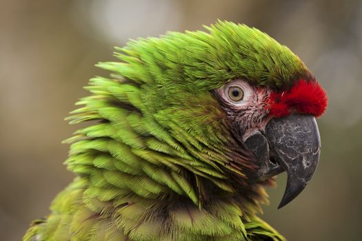 The photo of the military macaw was taken in an animal sanctuary in Cumbria, England.