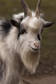 The photo of the pygmy goat was taken in an animal sanctuary in Cumbria, England.