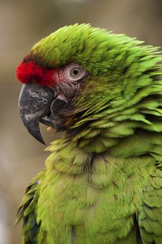 The photo of the military macaw was taken in an animal sanctuary in Cumbria, England.