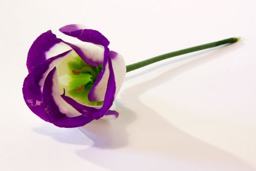 Single lisianthus on a white background.