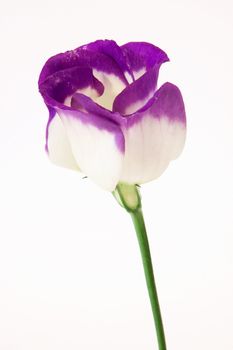 Single lisianthus on a white background.