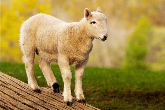 A young lamb beside Derwentwater, Cumbria in the English Lake District.