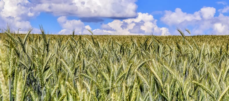 Beautiful panorama of agricultural crop and wheat fields on a sunny day in summer.