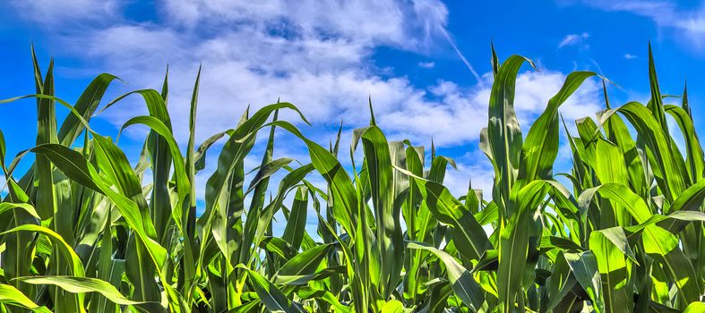 Beautiful panorama of agricultural crop and wheat fields on a sunny day in summer.