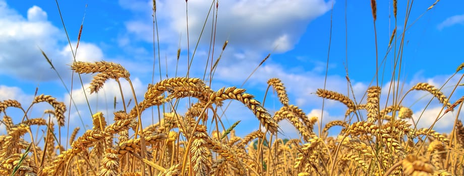 Beautiful panorama of agricultural crop and wheat fields on a sunny day in summer.