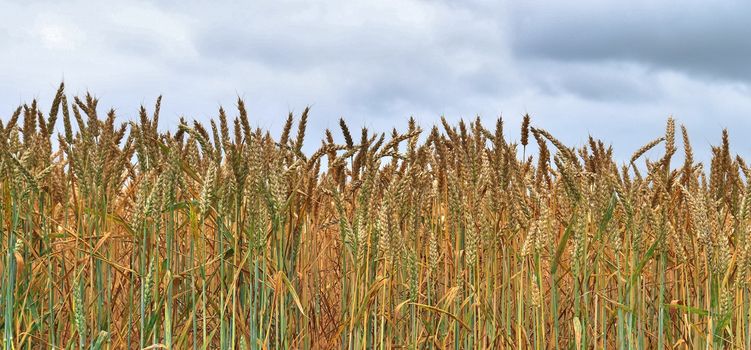 Summer view on agricultural crop and wheat fields ready for harvesting.