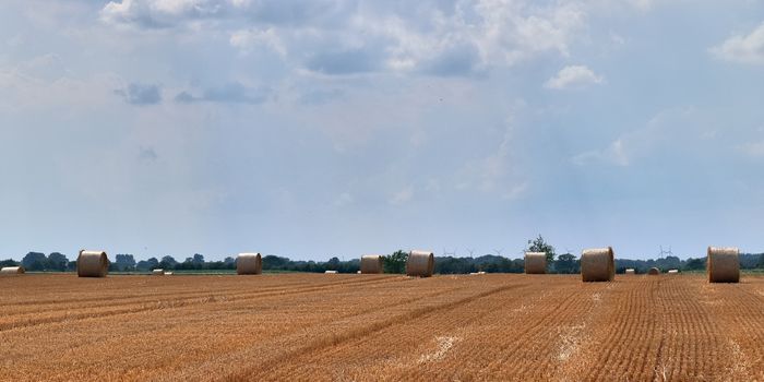 Summer view on agricultural crop and wheat fields ready for harvesting.