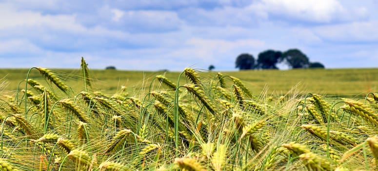 Beautiful panorama of agricultural crop and wheat fields on a sunny day in summer.