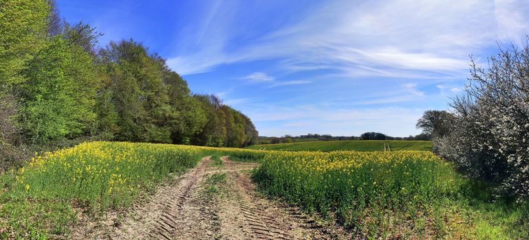 Beautiful high resolution panorama of a northern european country landscape with fields and green grass.