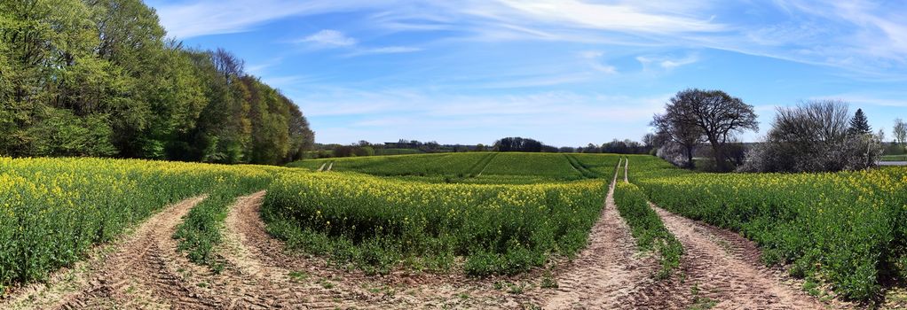 Beautiful high resolution panorama of a northern european country landscape with fields and green grass.