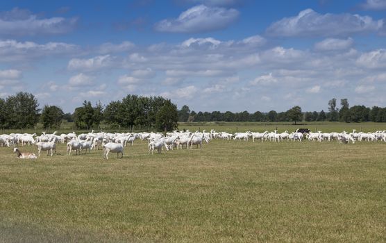 Goats eating grasses on high grassland,in Holland, Farm animals landscape, blue sky and white clouds as background