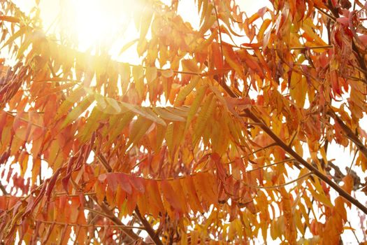 Cut-leaves staghorn sumac in autumn, with sunshine. Also known as Rhus typhina Dissecta.