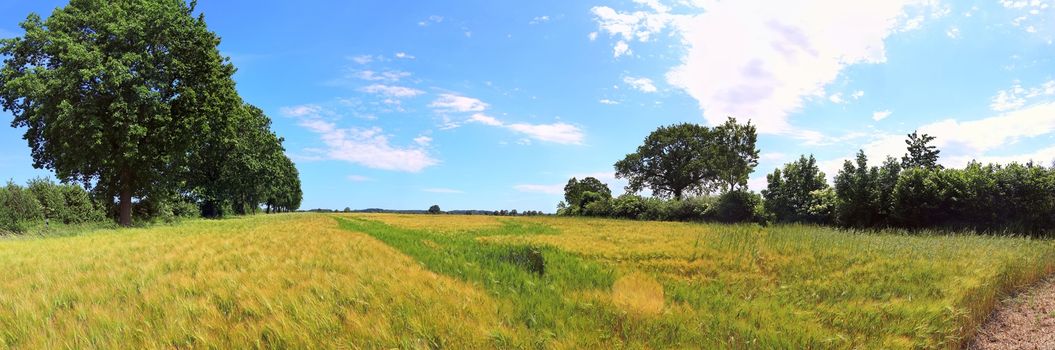 Beautiful high resolution panorama of a northern european country landscape with fields and green grass.